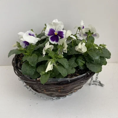 Homebase Rattan Hanging Basket Pansy Autumn - 30cm