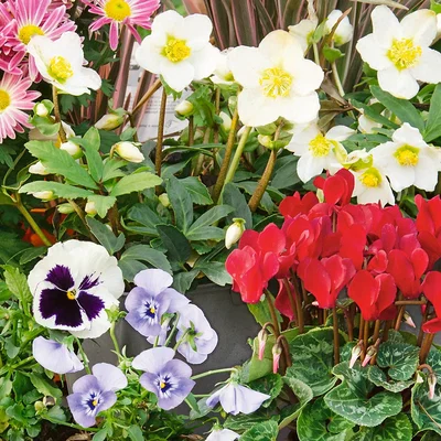 Homebase Basket & Patio Collection Jumbo 6 pack Autumn