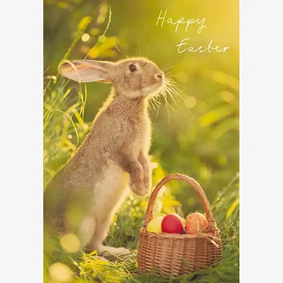 John Lewis Woodmansterne Rabbit With Basket Of Eggs Easter Card