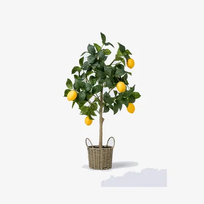 John Lewis John Lewis Artificial Lemon Tree in Wicker Basket, Natural