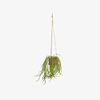 La Redoute Artificial Spider Plant in Rattan Basket