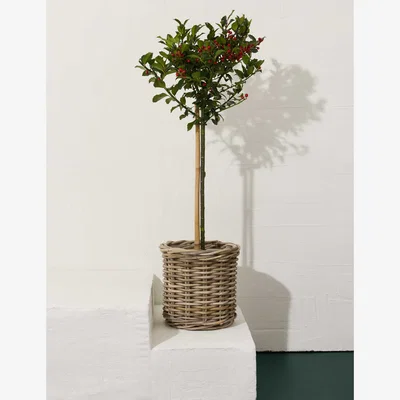 Marks & Spencer Flower Market Holly Tree in Kubu Basket