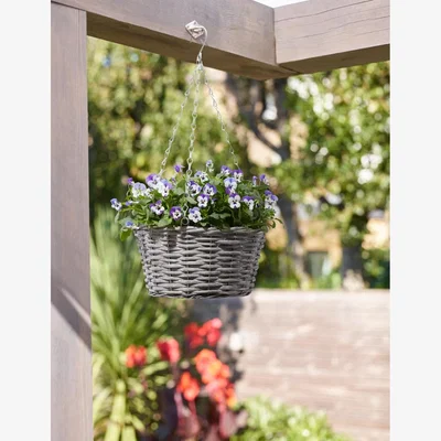 Marks & Spencer M&SPansyHangingBasket