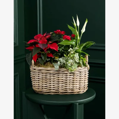 Marks & Spencer Flower Market Flowering Christmas Plants in Kubu Basket