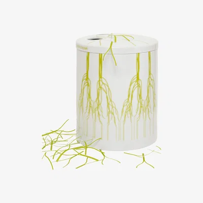 Made in Design Surface 01 - Racines Box by Domestic White/Green