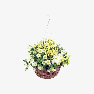 The Range Daisies in Hanging Basket