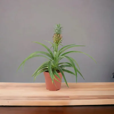 The Range Pineapple Plant in Seagrass Basket - Indoor Air Purifying Houseplant - Grey
