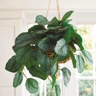 The Range Artificial Calathea Houseplant Hanging Basket - Green