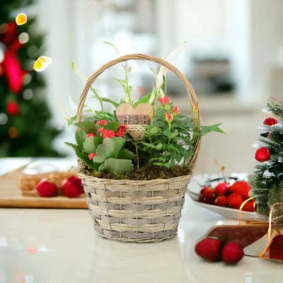 The Range Christmas Gift Basket with Rose Peace Lily and Kalanchoe Plants - Red, White, Green