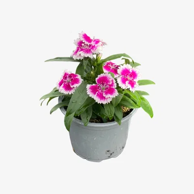 Homebase Bedding Selection Autumn - 10.5cm
