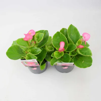 The Range Begonia Semperflorens Green Pink 1L x 2 Bedding Plants for Pots Borders - Green foliage with cream and gold pot