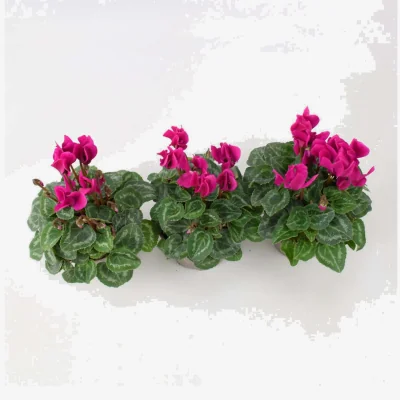 The Range Cyclamen Purple Plants 9cm Pots x 3 - Autumn Bedding Containers - Deep Purple