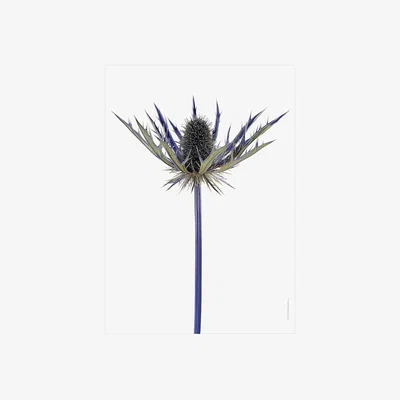 Amara Liljebergs - Sea Holly Print