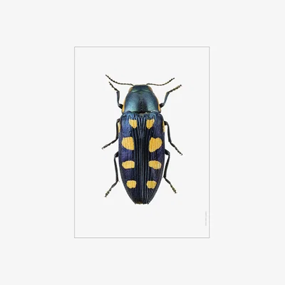 Amara Liljebergs - Beetle Print - Buprestis Octoguttata