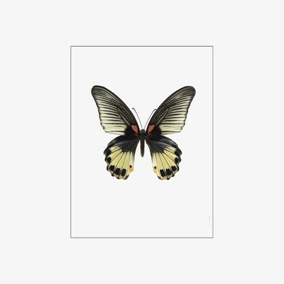 Amara Liljebergs - Butterfly Print - Female Papilio Memnon