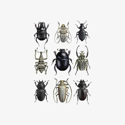 Amara Liljebergs - Beetles Print - Black & White