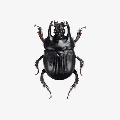 Amara Liljebergs - Beetle Print - Typhaeus Typhoeus