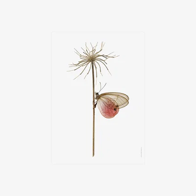 Amara Liljebergs - Cithaerias Aurorina Print