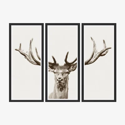 Amara Trowbridge Gallery - Magnificent Stag - Set Of 3 - 170x124cm