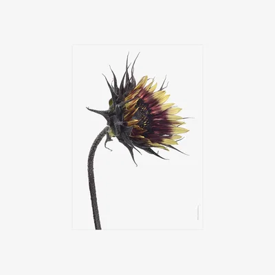 Amara Liljebergs - Sunflower Bursting Print