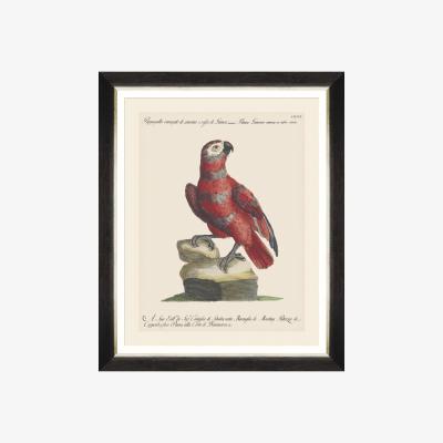 Amara Parrots of Brazil Framed Print - 40x50cm