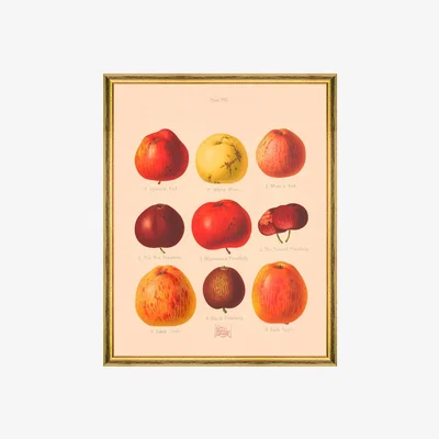 Amara MINDTHEGAP - Pomona Print - 55x70cm - III