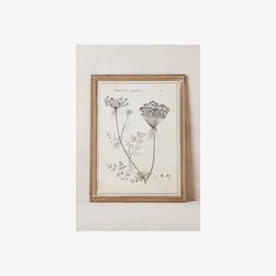 Anthropologie Botanical Wall Art
