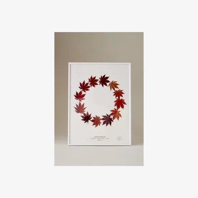 Anthropologie Herbarium Acer Palmatum Pressed Maple Leaf Framed Print