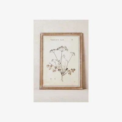 Anthropologie Botanical Wall Art