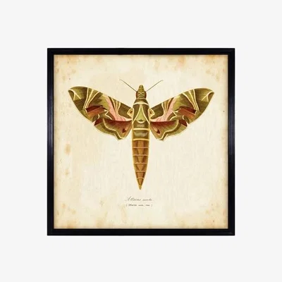 Barker and Stonehouse Timothy Oulton Entomology Brown Natural Moth Art Print, Square, Black | Barker & Stonehouse