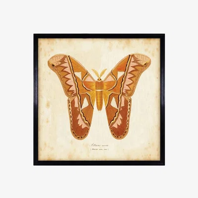 Barker and Stonehouse Timothy Oulton Entomology Brown Natural Butterfly Print Oak Wood | Barker & Stonehouse