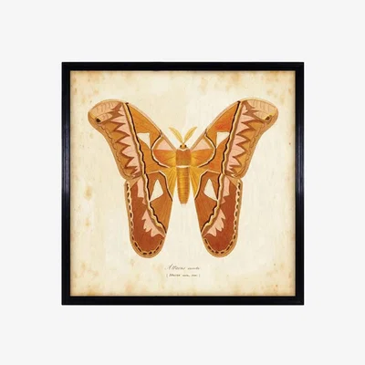 Barker and Stonehouse Timothy Oulton Entomology Brown Natural Butterfly