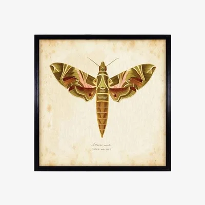 Barker and Stonehouse Timothy Oulton Entomology Brown Natural Moth