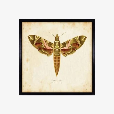 Barker and Stonehouse Timothy Oulton Entomology Brown Natural Moth Print Oak Wood | Barker & Stonehouse