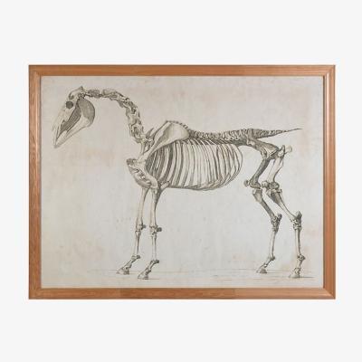 Barker and Stonehouse Timothy Oulton Horse Skeleton Art Print