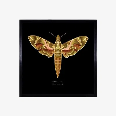 Barker and Stonehouse Timothy Oulton Entomology Flat Moth Print Oak Wood | Barker & Stonehouse