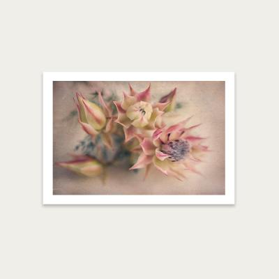 Bombinate.com Blushing Brides LS 2 Art Print Unframed