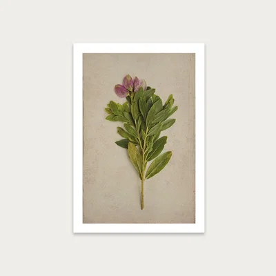 Bombinate.com Fynbos 6 Art Print Unframed