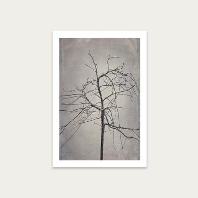 Bombinate.com Shadowplay 3 Art Print Unframed