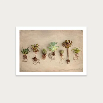 Bombinate.com Succulent Study 9 Art Print Unframed