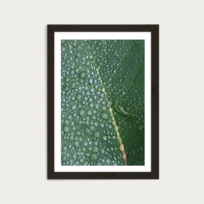 Bombinate.com Morning in the Woods Art Print Black Frame
