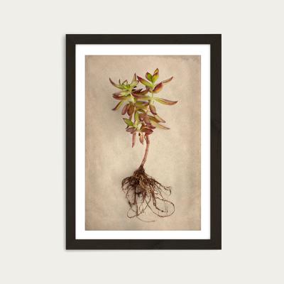 Bombinate.com Succulent Study 4 Art Print Black Frame