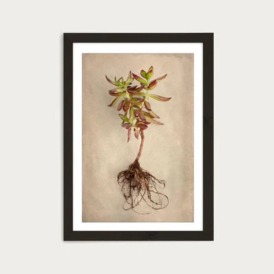 Bombinate.com Succulent Study 4 Art Print Black Frame