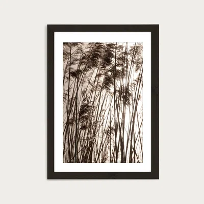 Bombinate.com Grasses In The Golden Sunset Art Print Black Frame
