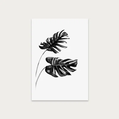 Bombinate.com Monstera Black and White 4 Art Print Unframed