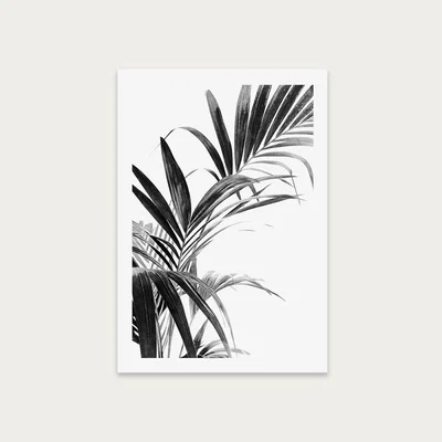 Bombinate.com Palm Leaves Black and White 3 Art Print Unframed