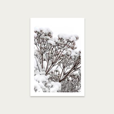 Bombinate.com Snowy White Flower Branches Art Print Unframed