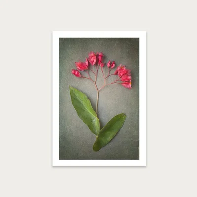 Bombinate.com Foraged 1 Art Print Unframed