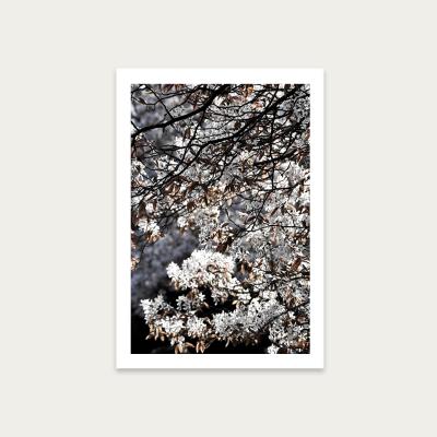 Bombinate.com White Japan Spring Blossoms Art Print Unframed