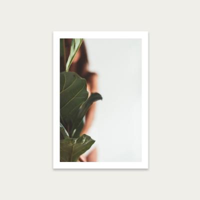 Bombinate.com Ficus Lyrata 1 Art Print Unframed